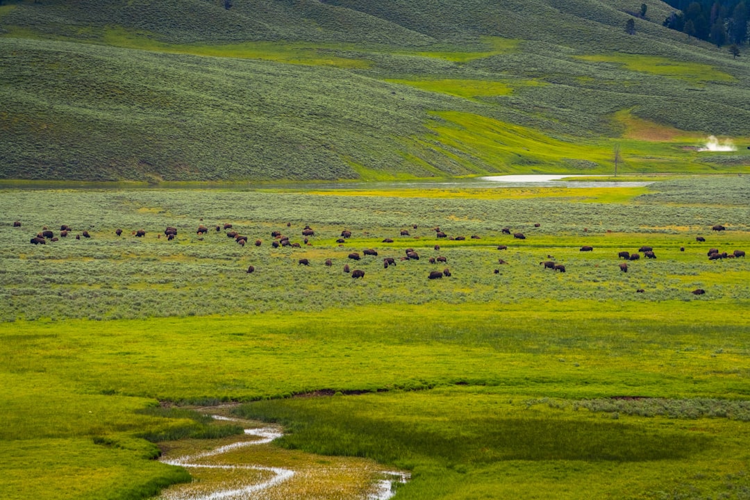 Lamar Valley, Yellowstone, Wyoming